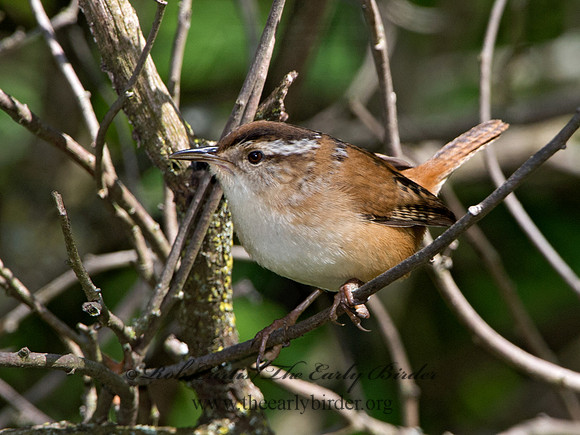 Cistothorus palustris  MARSH WREN 9038289