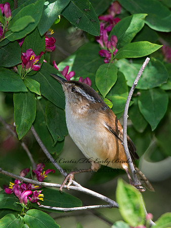Cistothorus palustris  MARSH WREN 9038298
