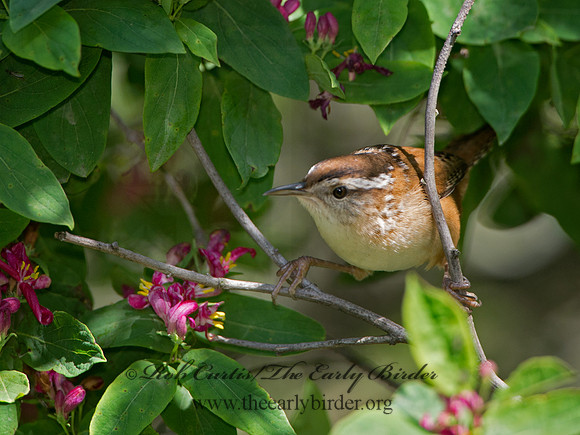 Cistothorus palustris  MARSH WREN 9038300