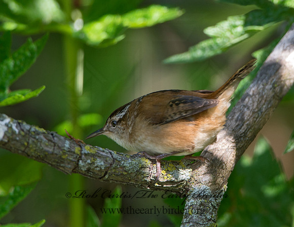 Cistothorus palustris  MARSH WREN 9038304