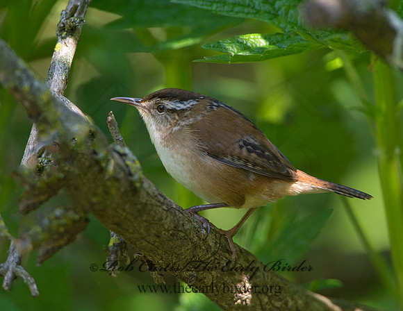 Cistothorus palustris  MARSH WREN 9038305