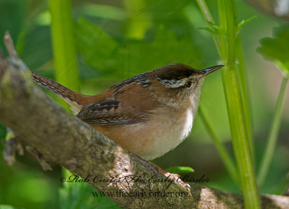 Cistothorus palustris  MARSH WREN 9038309