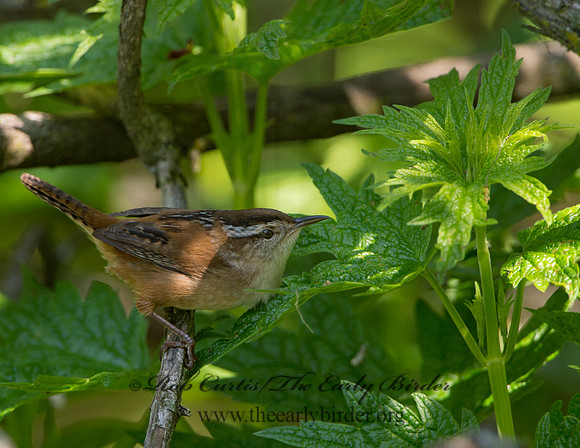 Cistothorus palustris  MARSH WREN 9038308