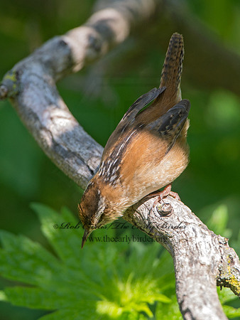 Cistothorus palustris  MARSH WREN 9038310