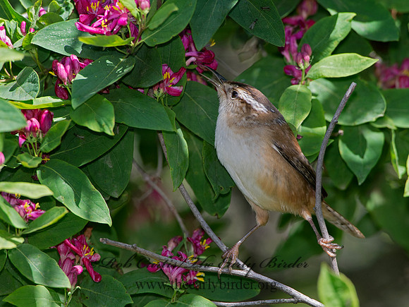 Cistothorus palustris  MARSH WREN 9038316