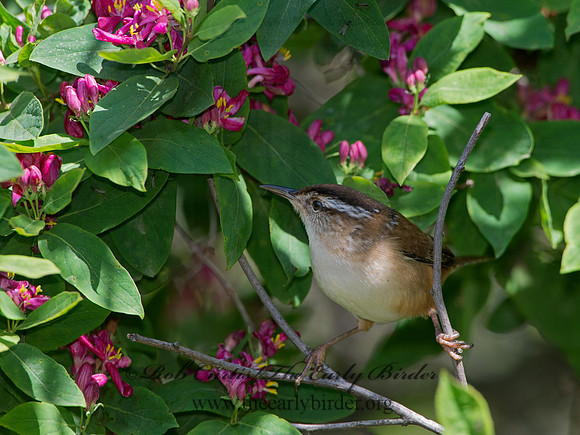 Cistothorus palustris  MARSH WREN 9038317