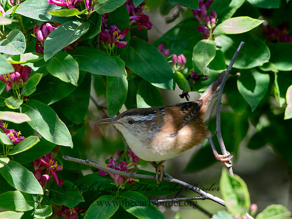 Cistothorus palustris  MARSH WREN 9038319