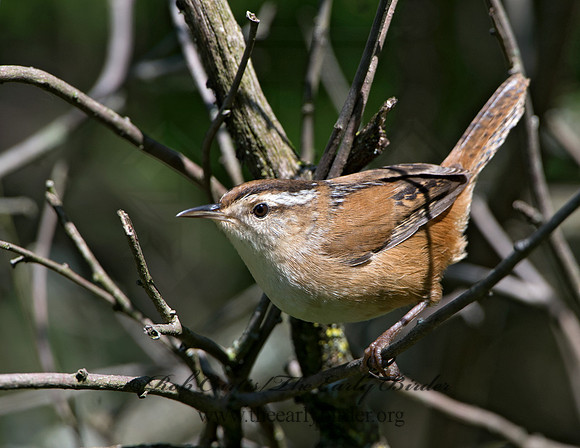 Cistothorus palustris  MARSH WREN 9038346