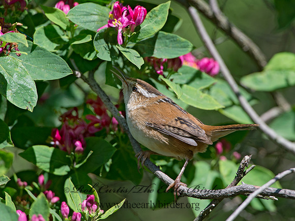Cistothorus palustris  MARSH WREN 9038343