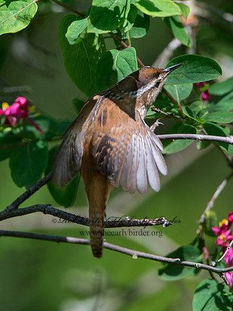 Cistothorus palustris  MARSH WREN 9038352