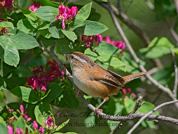 Cistothorus palustris  MARSH WREN 9038354