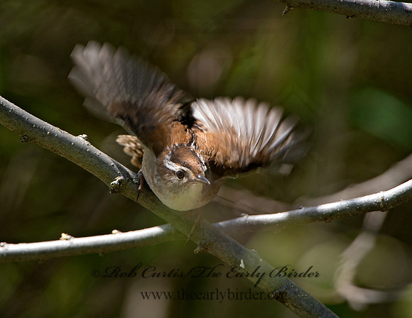 Cistothorus palustris  MARSH WREN 9038372