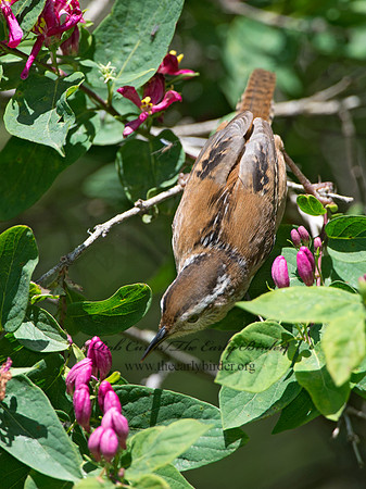 Cistothorus palustris  MARSH WREN 9038373