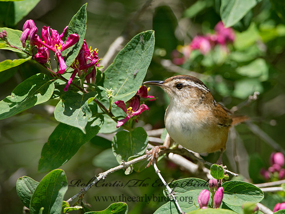 Cistothorus palustris  MARSH WREN 9038376