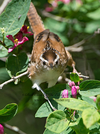 Cistothorus palustris  MARSH WREN 9038375