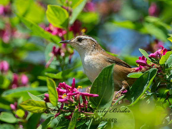Cistothorus palustris  MARSH WREN 9038383