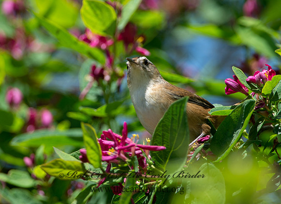 Cistothorus palustris  MARSH WREN 9038384