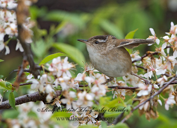 Cistothorus palustris  MARSH WREN 9043193