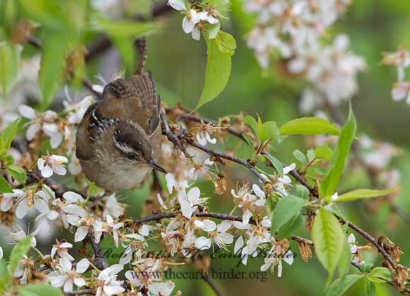 Cistothorus palustris  MARSH WREN 9043194