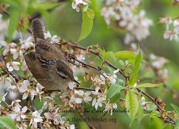 Cistothorus palustris  MARSH WREN 9043196