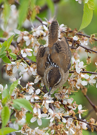 Cistothorus palustris  MARSH WREN 9043197