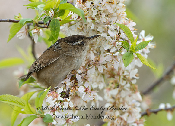 Cistothorus palustris  MARSH WREN 9043203