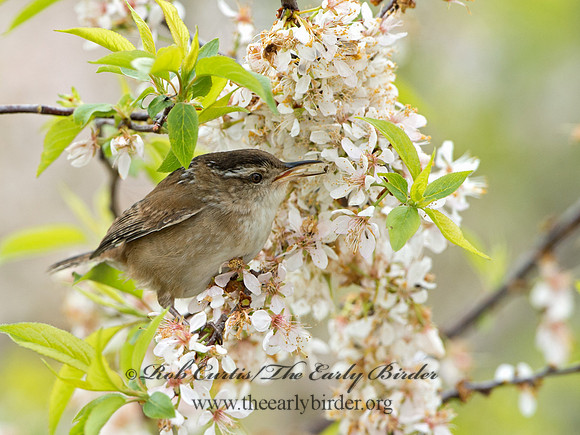 Cistothorus palustris  MARSH WREN 9043204