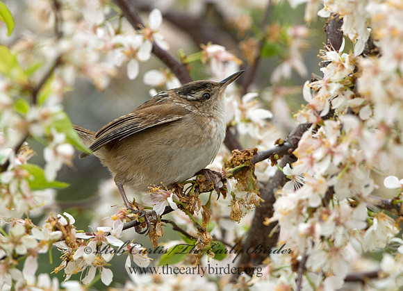Cistothorus palustris  MARSH WREN 9043211