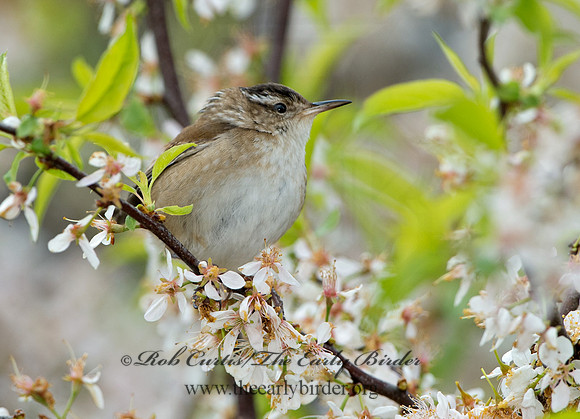 Cistothorus palustris  MARSH WREN 9043216