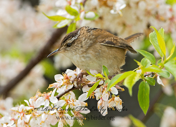 Cistothorus palustris  MARSH WREN 9043219