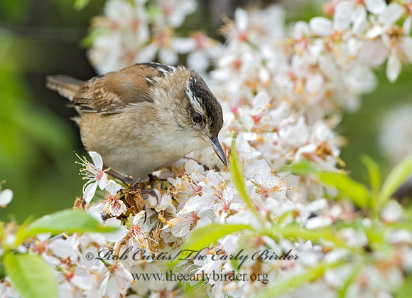 Cistothorus palustris  MARSH WREN 9043223