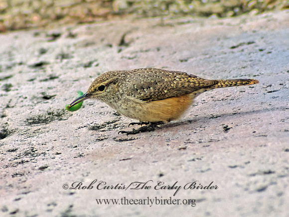 Salpinctes obsoletus  ROCK WREN 24214z