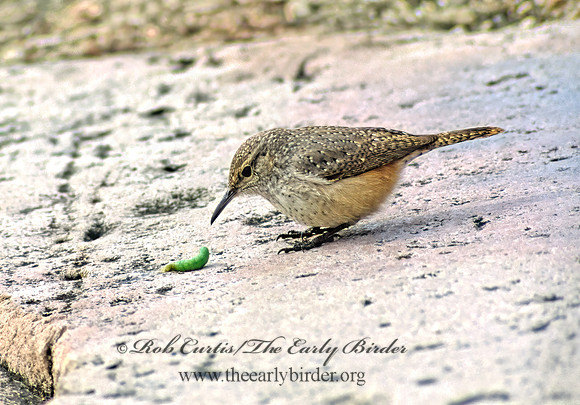 Salpinctes obsoletus  ROCK WREN 24216z