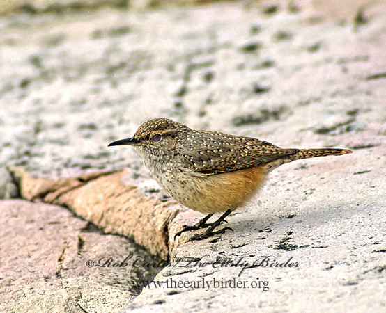 Salpinctes obsoletus  ROCK WREN 24221z
