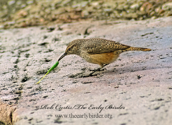 Salpinctes obsoletus  ROCK WREN 24218z
