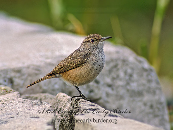 Salpinctes obsoletus  ROCK WREN 24226z