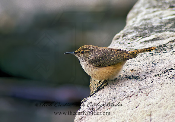 Salpinctes obsoletus  ROCK WREN 24232-1z