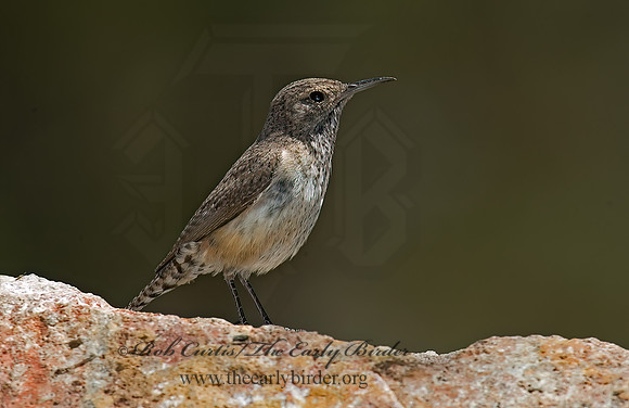 Salpinctes obsoletus  ROCK WREN 5006326z