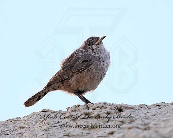 Salpinctes obsoletus  ROCK WREN 6036725z