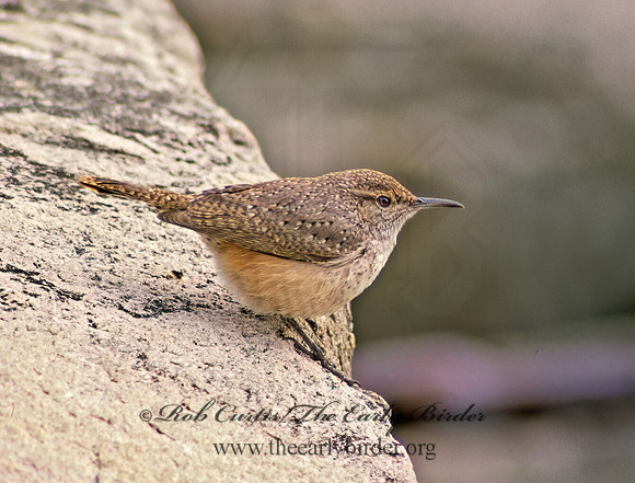 Salpinctes obsoletus  ROCK WREN 24232z