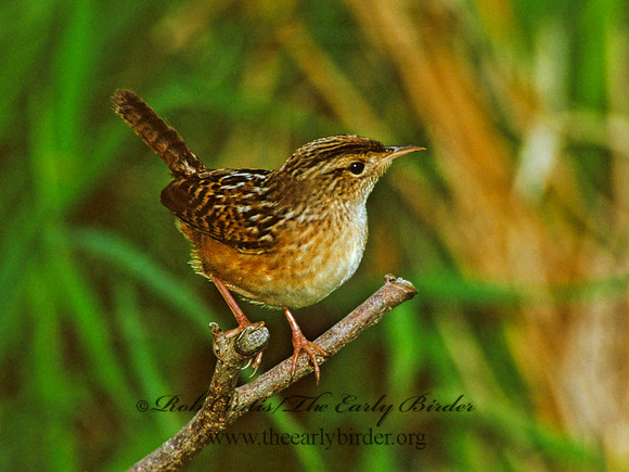 Cistothorus platensis  SEDGE WREN 1282009