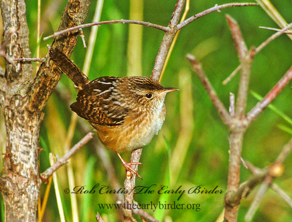 Cistothorus platensis  SEDGE WREN 1282002
