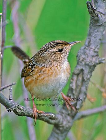 Cistothorus platensis  SEDGE WREN 299220