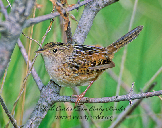 Cistothorus platensis  SEDGE WREN 299219