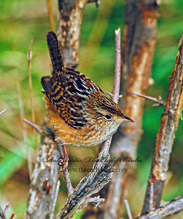 Cistothorus platensis  SEDGE WREN 1282011