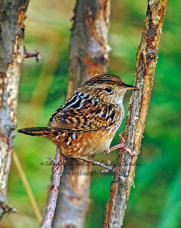 Cistothorus platensis  SEDGE WREN 1282013