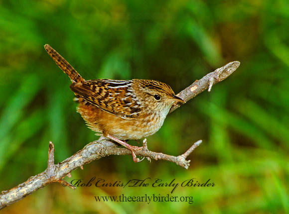 Cistothorus platensis  SEDGE WREN 1282015