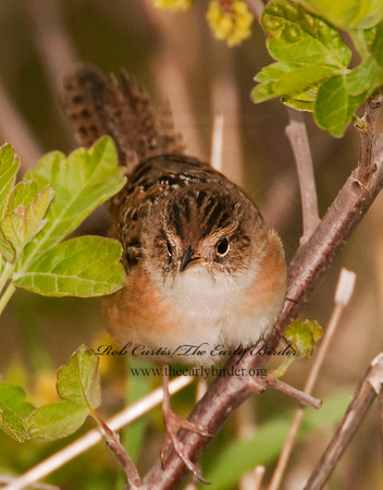Cistothorus platensis  SEDGE WREN 3002022