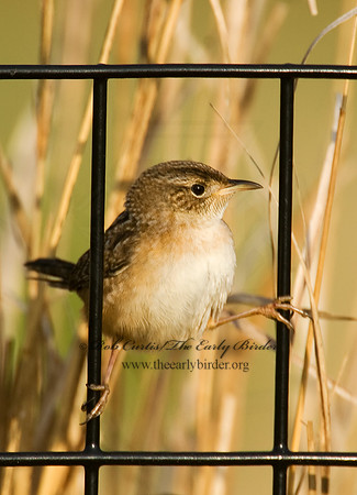 Cistothorus platensis  SEDGE WREN 7014403