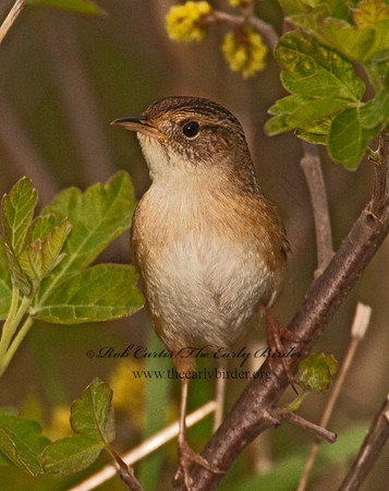 Cistothorus platensis  SEDGE WREN 3002023